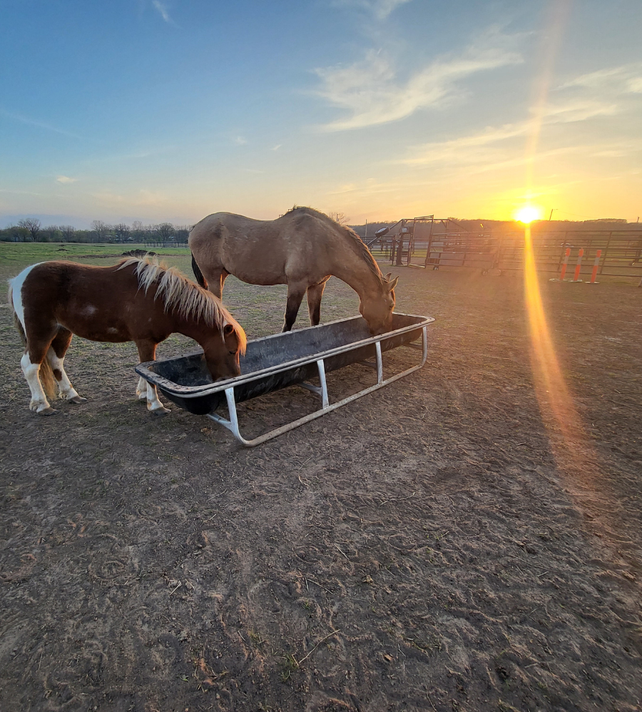 horse website