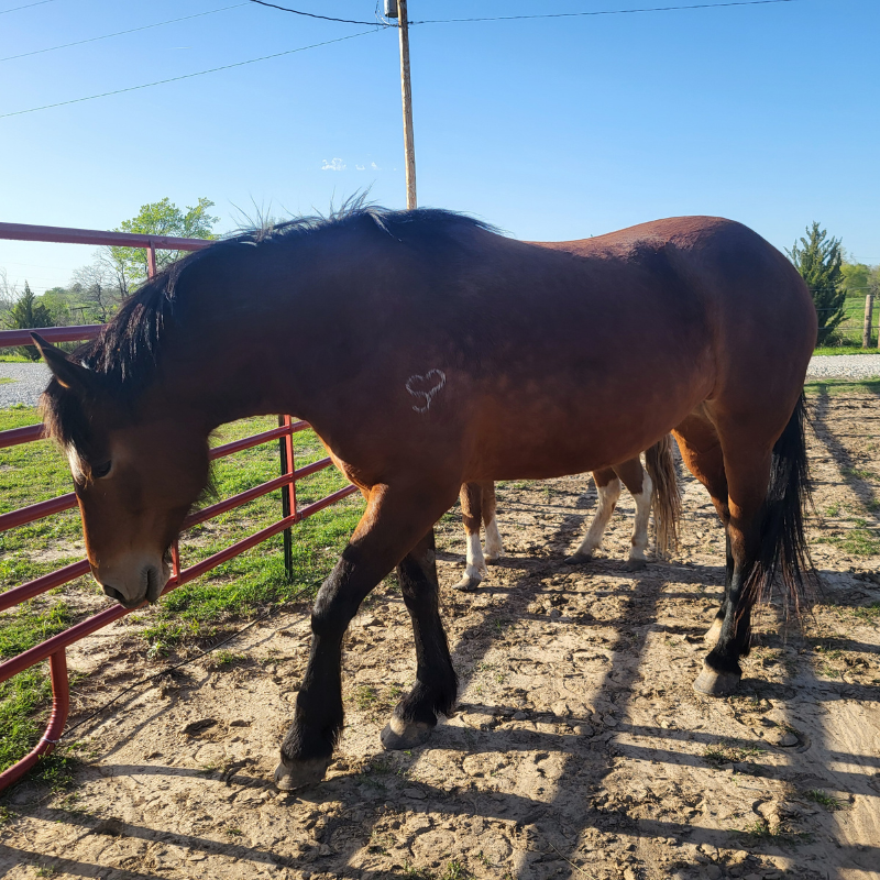 horse3